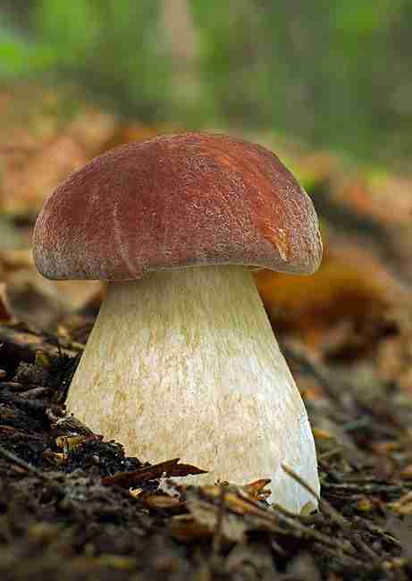  Image name: 163 Porcino.jpg 
 width: 461 pixel 
 height: 650 pixel 
 Size: 17224 bytes 
 Click to enlarge 